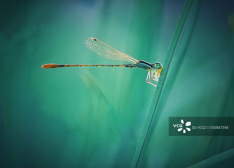 早晨捕食的小豆狼图片素材