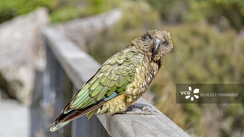 食肉鹦鹉图片素材