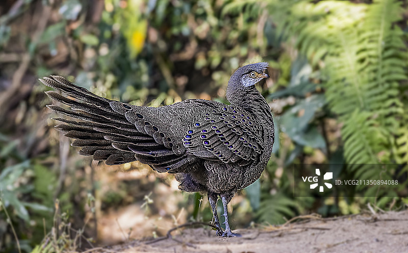 灰孔雀雉图片素材