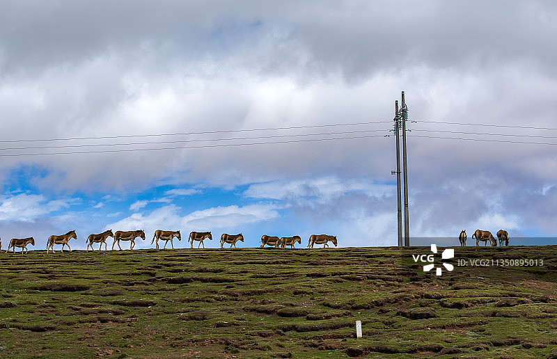 野驴队图片素材