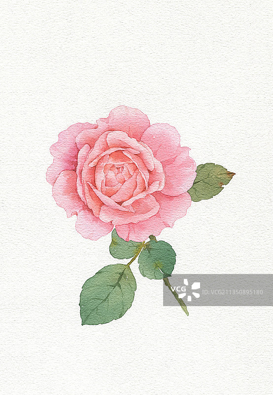 水彩手绘月季图片素材