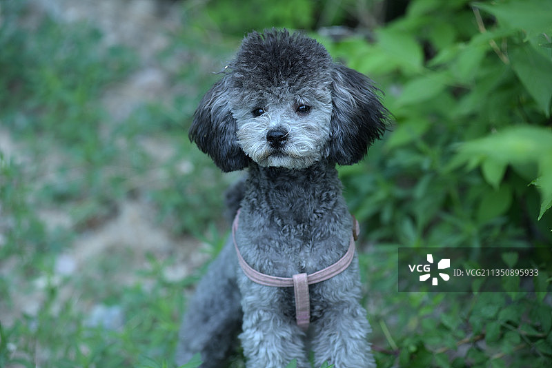 泰迪犬图片素材