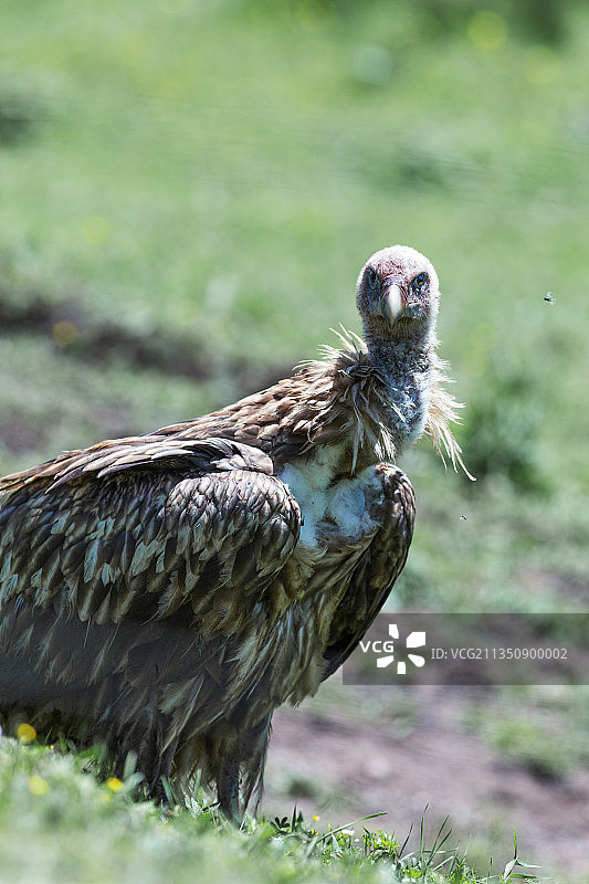 秃鹫图片素材