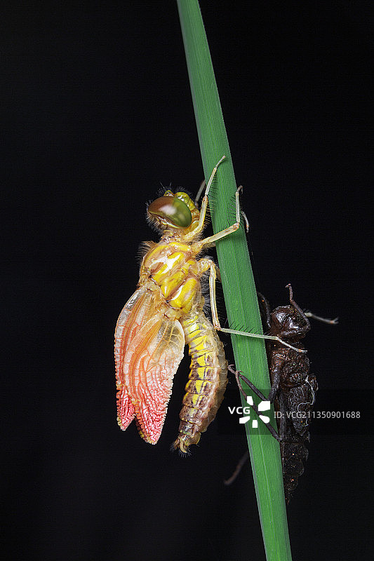 蜻蜓羽化图片素材