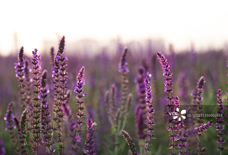 夕阳下的鼠尾草，马鞭草，薰衣草图片素材