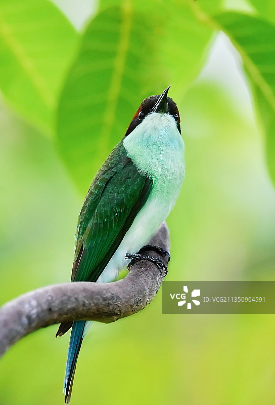 蓝喉蜂虎图片素材