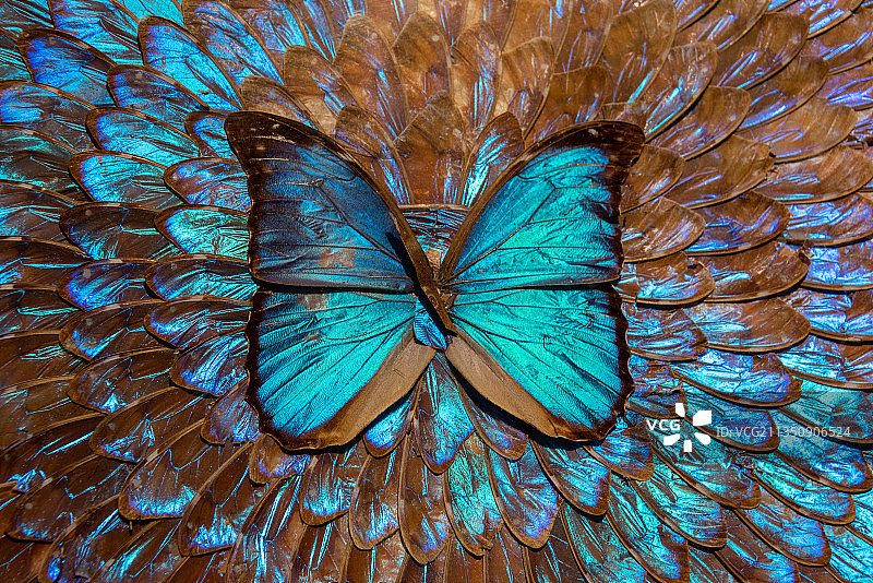 昆虫博物馆的蓝色大闪蝶标本发出幽蓝色的金属光泽图片素材