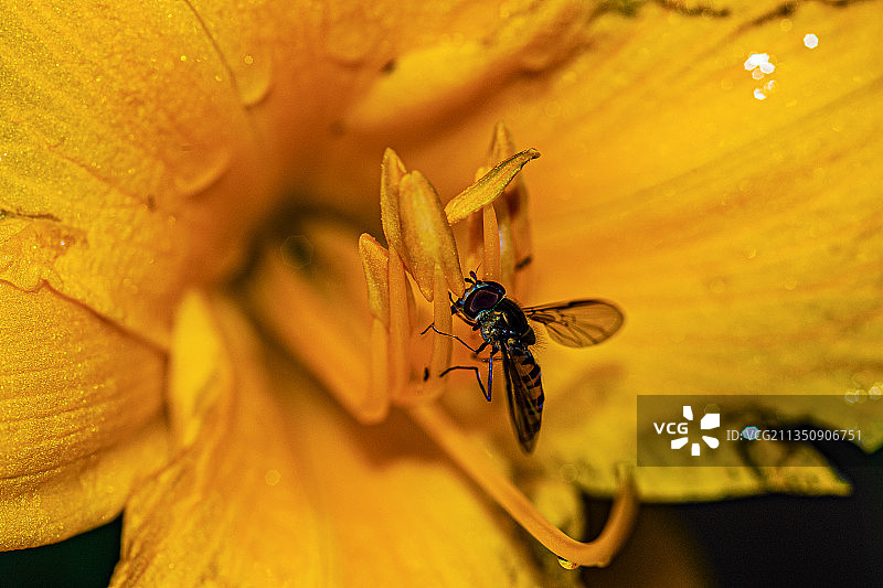 食蚜蝇吃花蜜图片素材