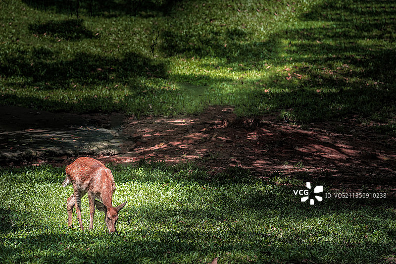 小梅花鹿图片素材