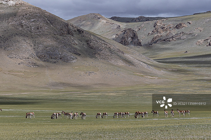 西藏阿里的野驴图片素材