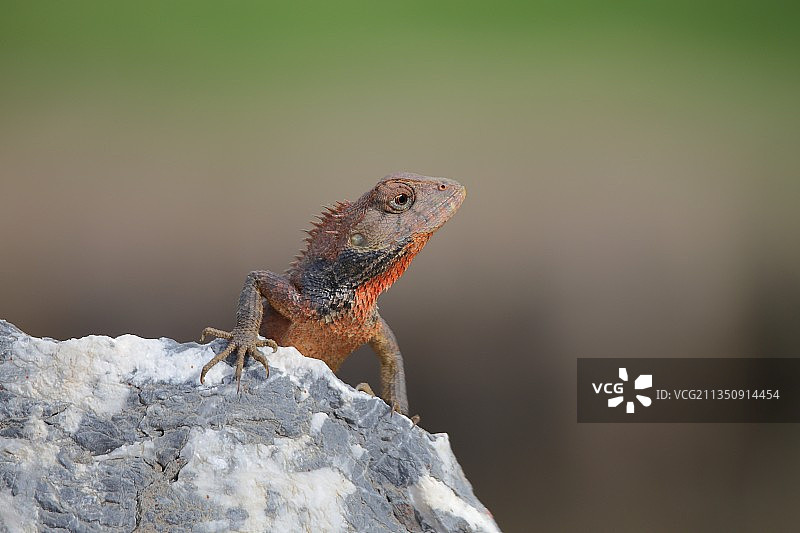 岩石上蜥蜴的特写镜头图片素材