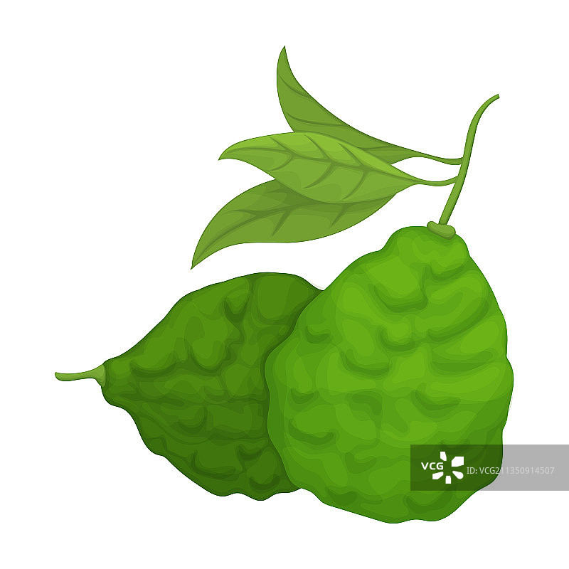 佛手柑卡通图标图片素材