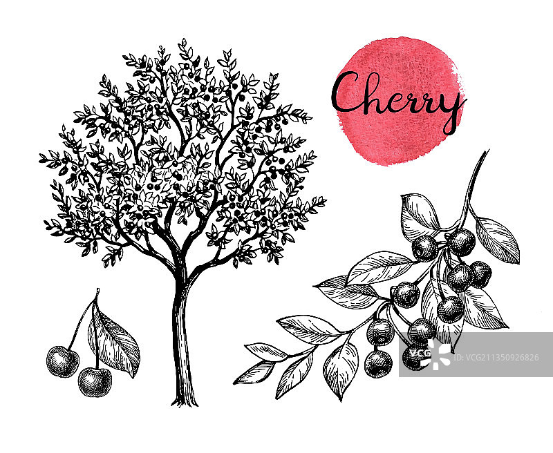 樱桃墨水素描合集图片素材
