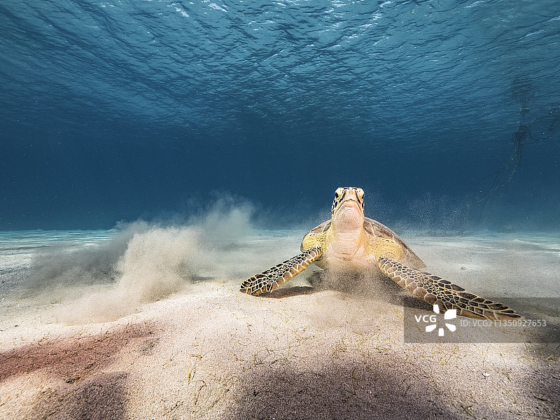 海中游泳的绿海龟的低角度视图图片素材