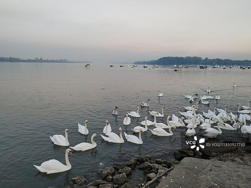 塞尔维亚贝尔格莱德湖中游泳的天鹅高角度视图图片素材