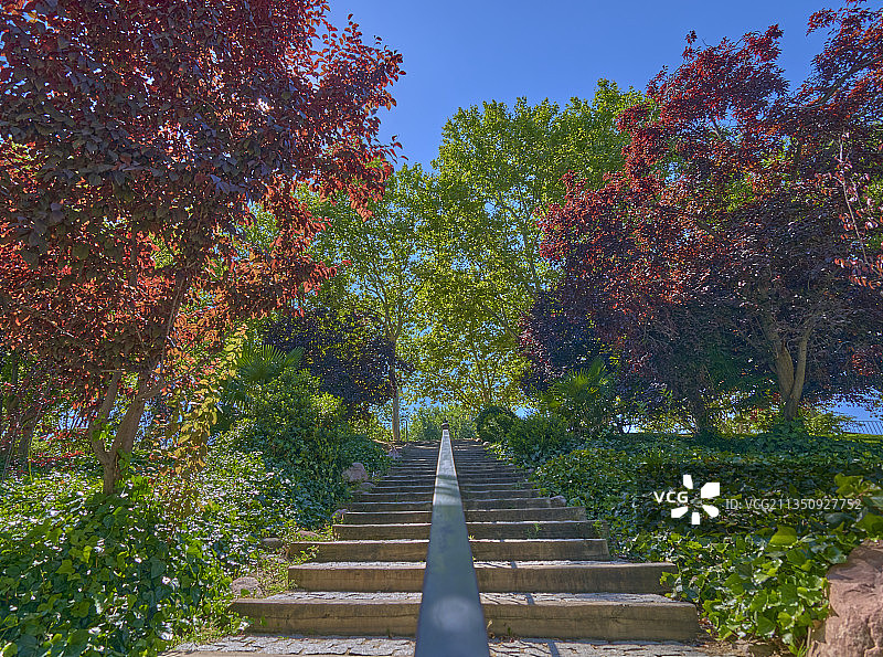 公园树木中的台阶仰视角度图片素材