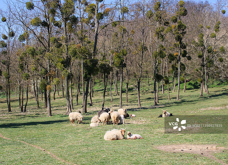 美丽的牧场图片素材
