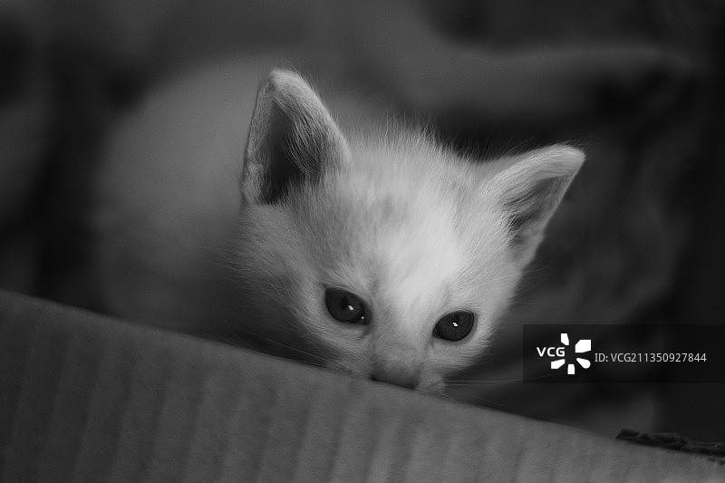 小猫特写图片素材