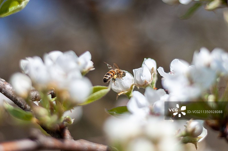 白色花朵上的蜜蜂特写，德布勒森，匈牙利图片素材
