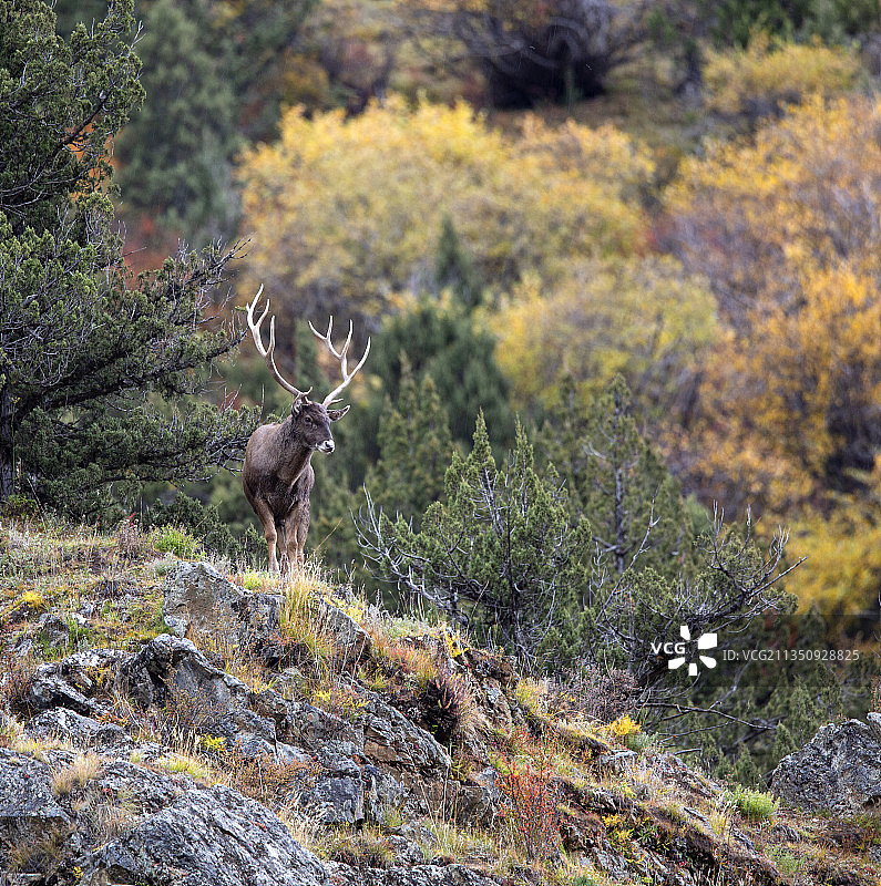 秋天的白唇鹿图片素材