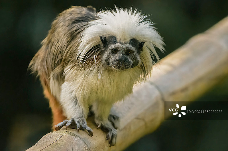 棉顶绢毛猴图片素材