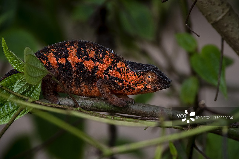 马达加斯加莫拉曼加区鬣蜥特写图片素材