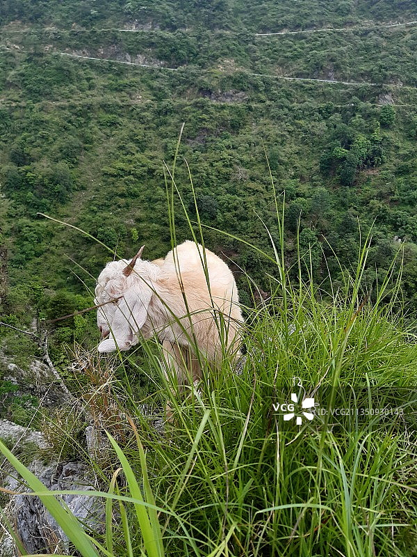 印度北阿坎德邦穆索里地区的田野动物高角度视图图片素材