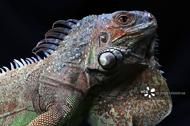 黑色背景下的鬣蜥特写图片素材