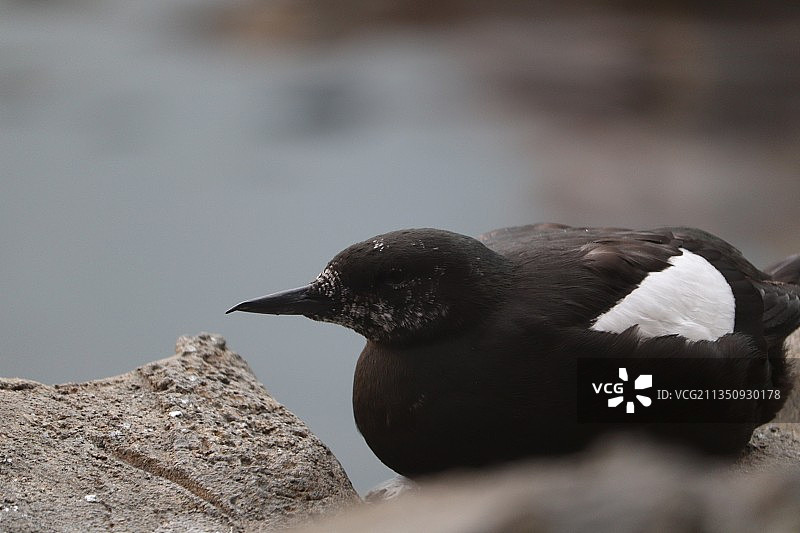 户外鸟类栖息特写图片素材