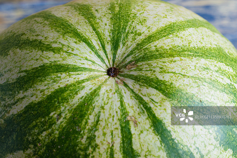 西瓜特写图片素材
