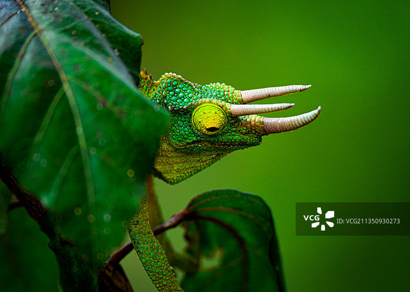 肯尼亚内罗毕，植物上的三角杰克逊变色龙特写图片素材