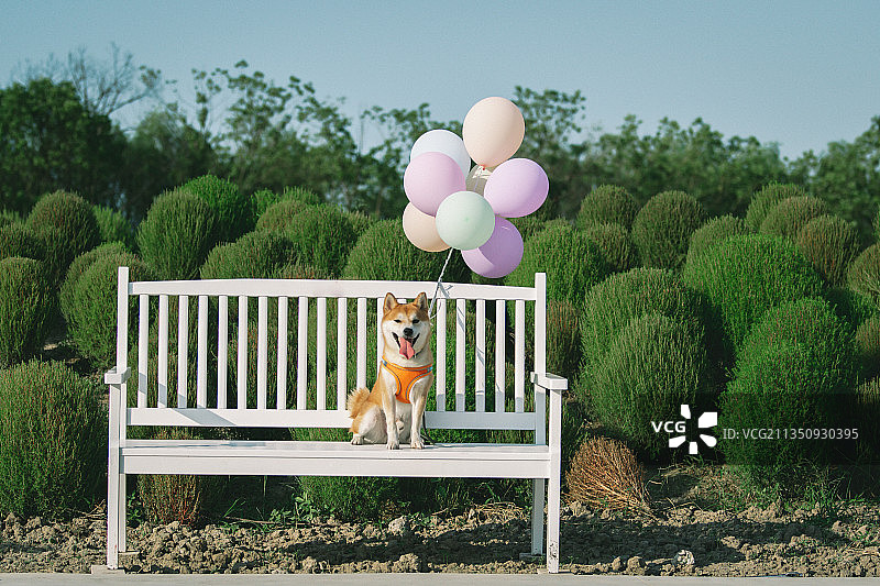 上海地肤金山花开海上宠物狗柴犬气球图片素材