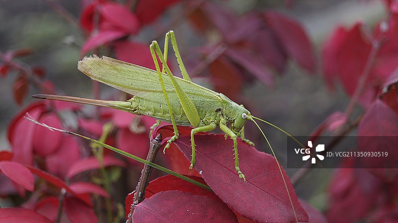 蚱蜢在植物上的特写镜头图片素材