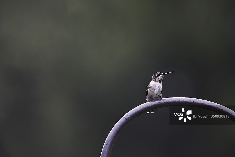 蓝颏宝石蜂鸟栖息在美国电缆上特写图片素材