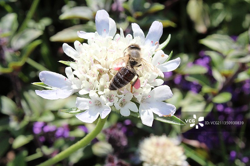 蜜蜂在德国Mainau岛花朵上采蜜特写图片素材