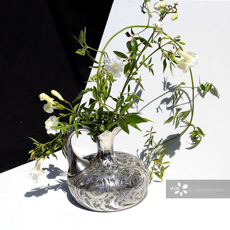 白色背景下花瓶里的植物特写图片素材