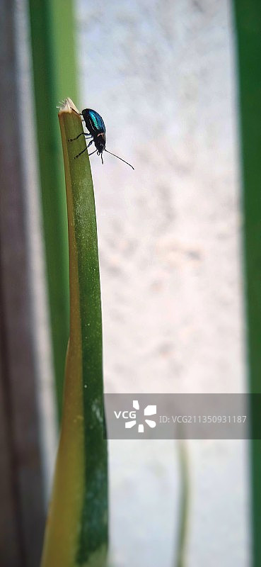 昆虫在植物上的特写镜头图片素材