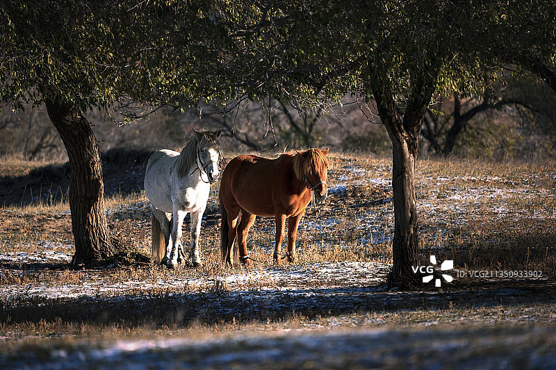 异族兄弟图片素材