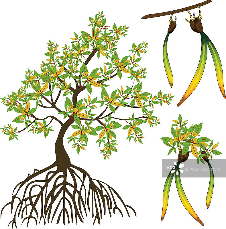红树林和种子图片素材