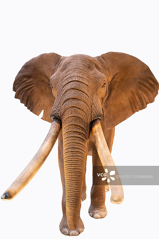 广州正佳广场栩栩如生的动物标本图片素材