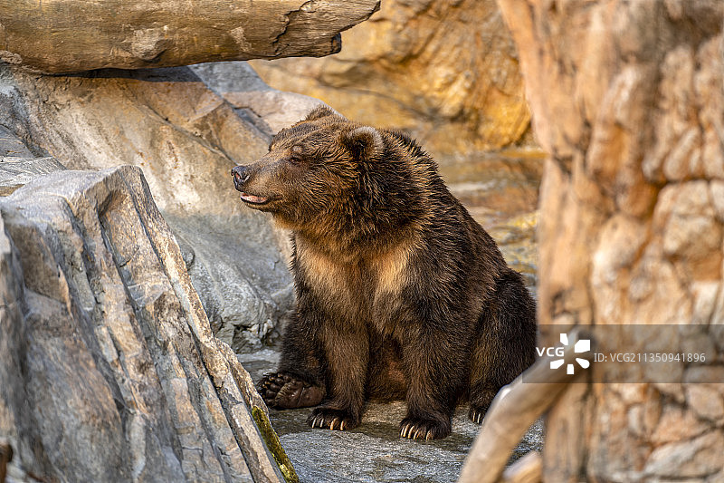 长隆海洋王国棕熊图片素材