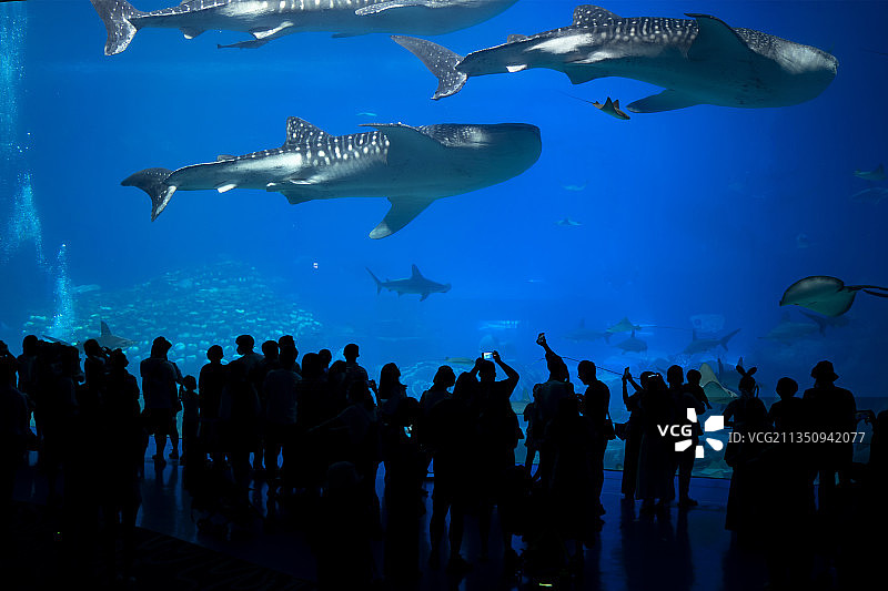长隆海洋王国鲸鲨馆图片素材