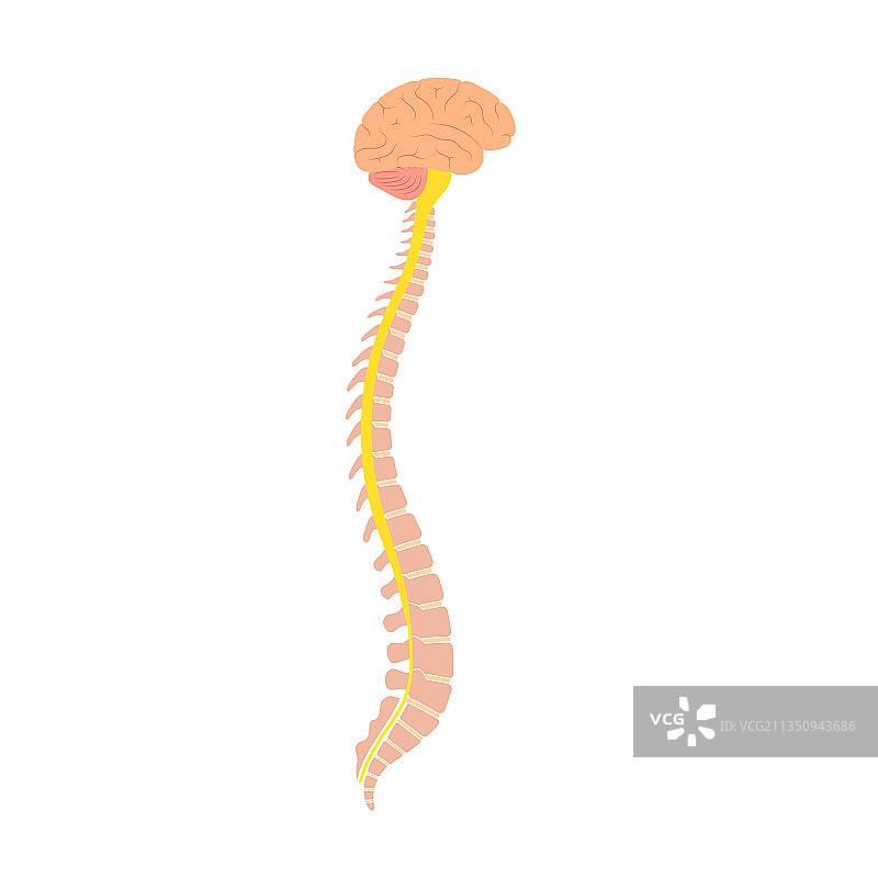脊髓解剖结构图片素材