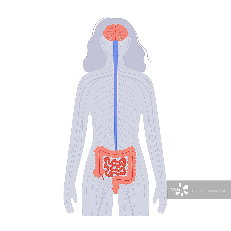 肠脑连接图片素材