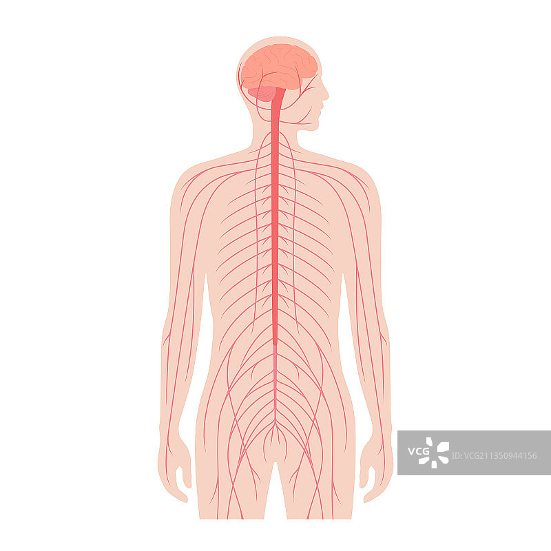 中枢神经系统图片素材