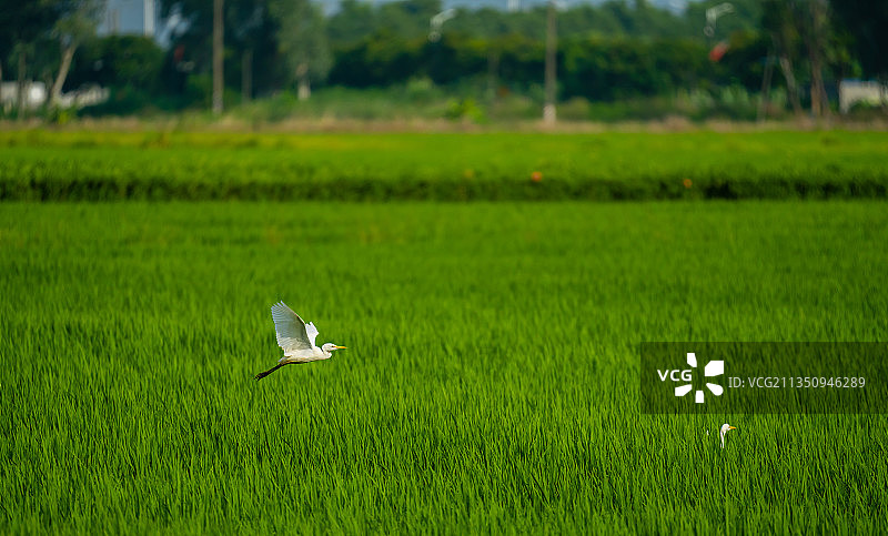 印度池鹭 池鹭 野生池鹭 鸟类 动物 珍稀 湿地图片素材