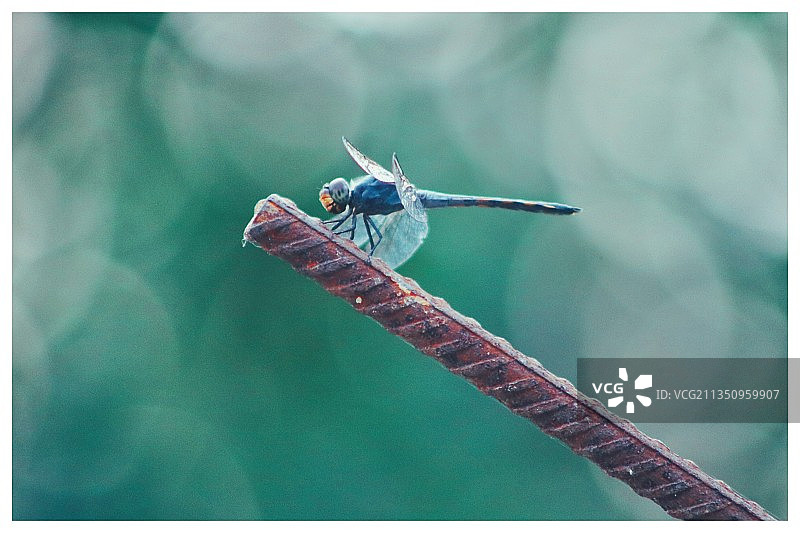 蜻蜓在树枝上的特写，孟加拉国图片素材