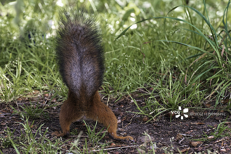 立陶宛乌田纳，原野上的松鼠特写图片素材