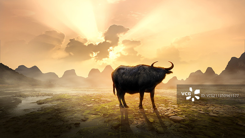 千金难买牛回头图片素材