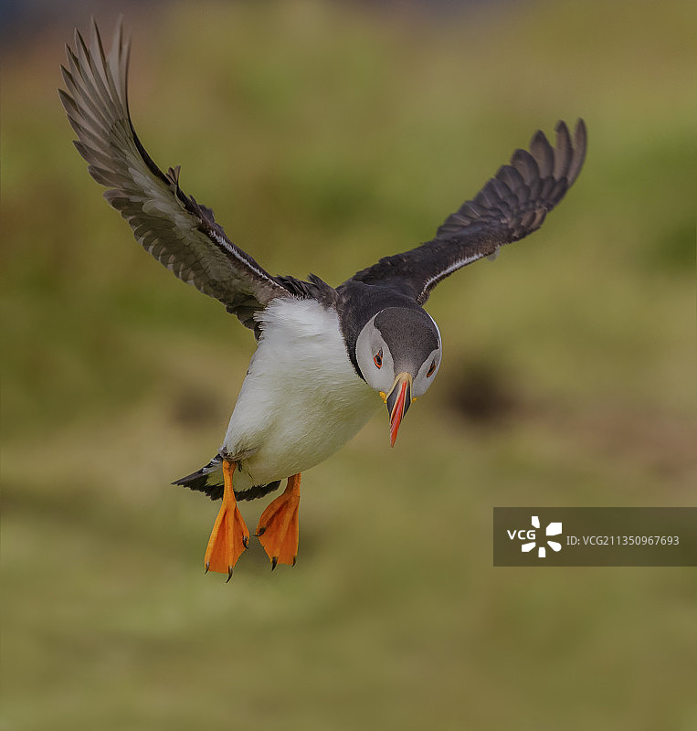 户外飞行的海鹦鹉特写图片素材